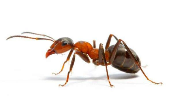Ant control icon