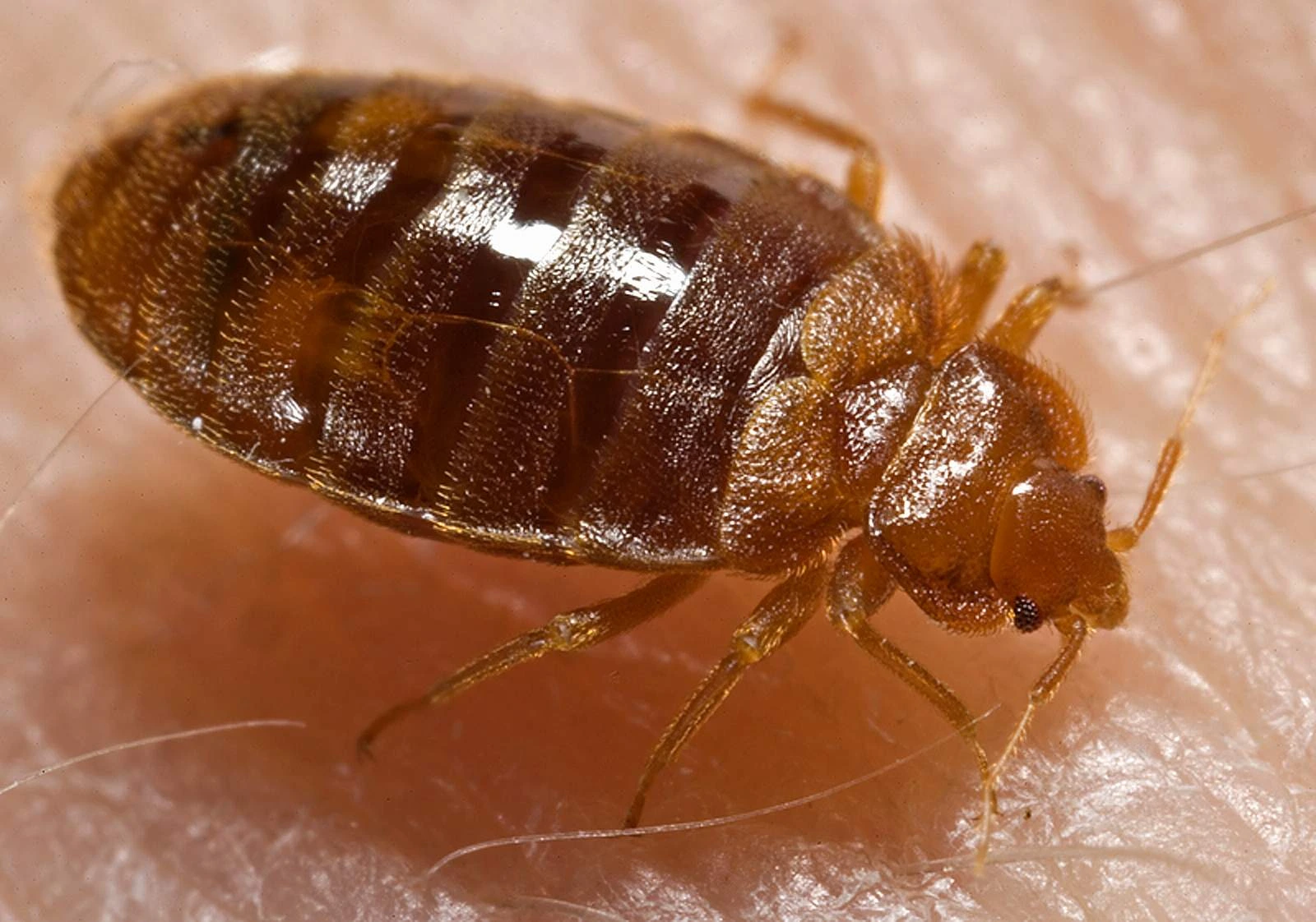 Bed bug control icon