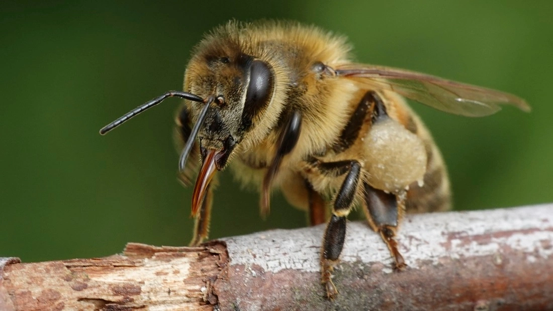 Bee control icon