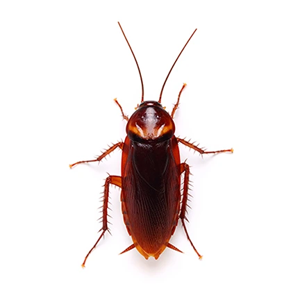 Cockroach control icon