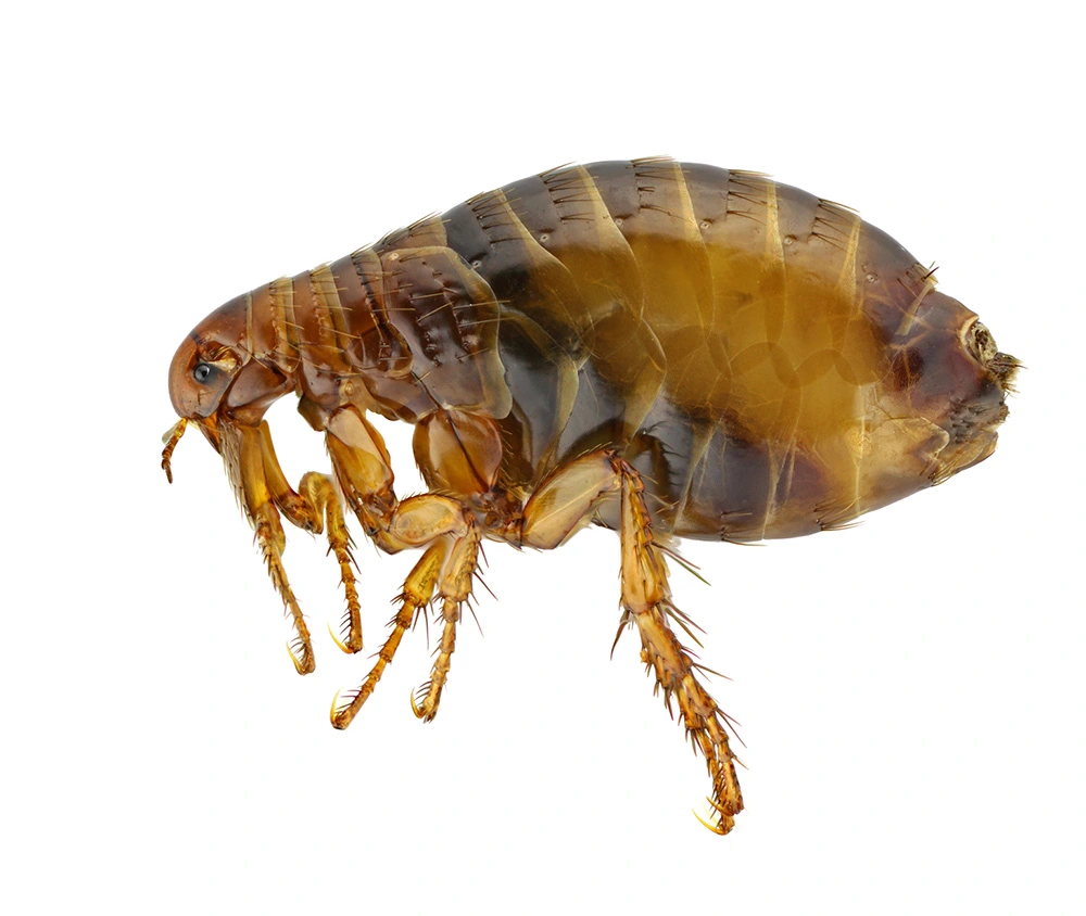 Flea control icon