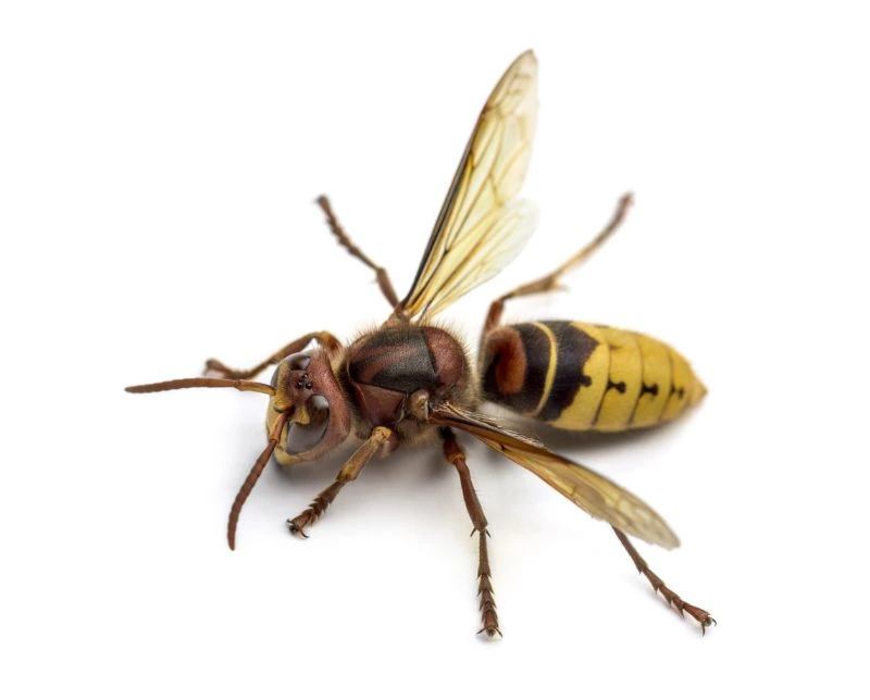 Hornet control icon