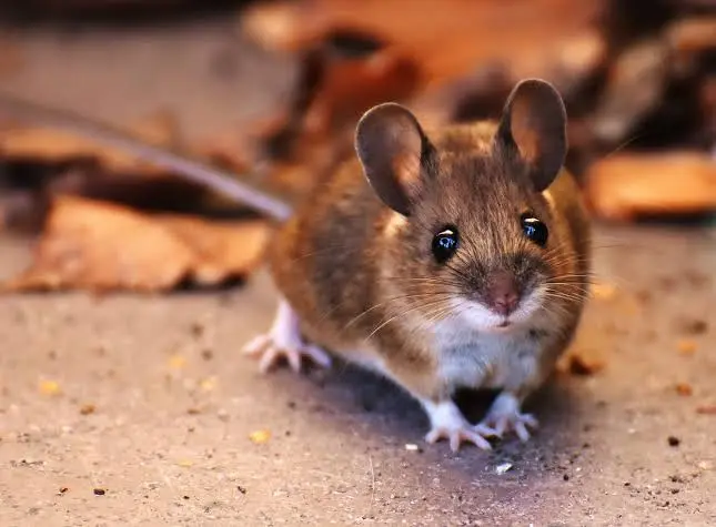 Mice control icon