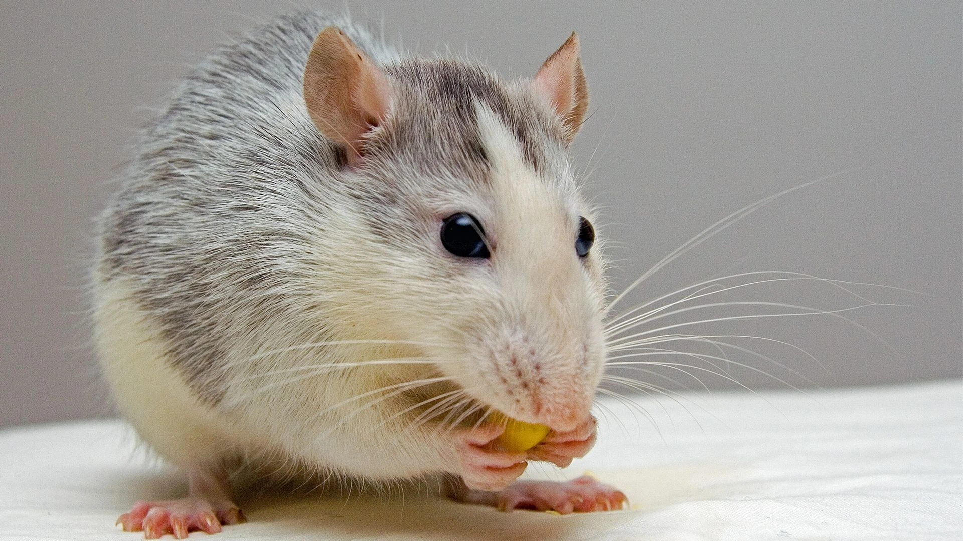 Rat control icon