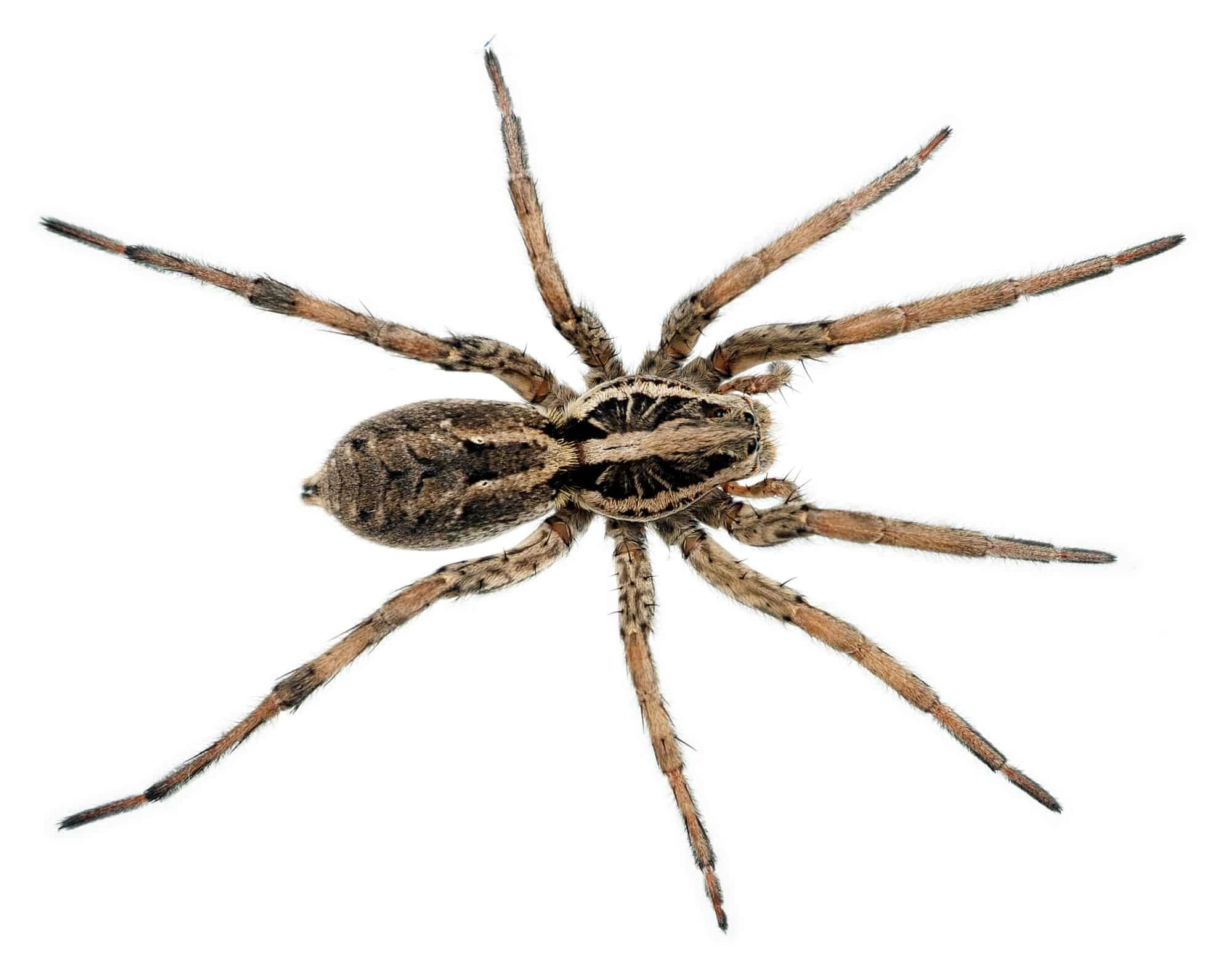 Spider control icon