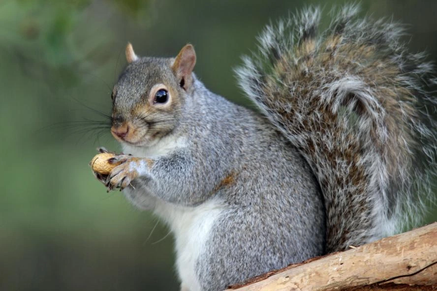 Squirrel control icon