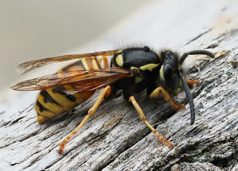 Wasp control icon
